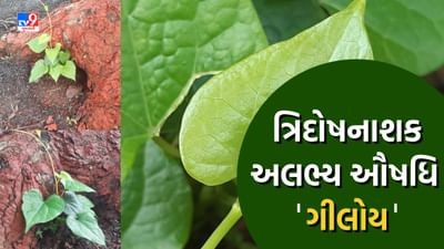 દેશના ખૂણે-ખૂણે ઉગી નીકળતી પ્રાચીનકાળની ત્રિદોષનાશક અલભ્ય ઔષધિ ગીલોય છોડના ભાવમાં ધરખમ વધારો, જાણો શું છે ફાયદા ?