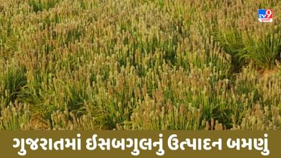 Gandhinagar: ભારત સમગ્ર વિશ્વમાં ઔષધીય પાક ઈસબગુલનો સૌથી મોટો ઉત્પાદક દેશ, ગુજરાતમાં પણ ઈસબગુલનું ઉત્પાદન બમણું