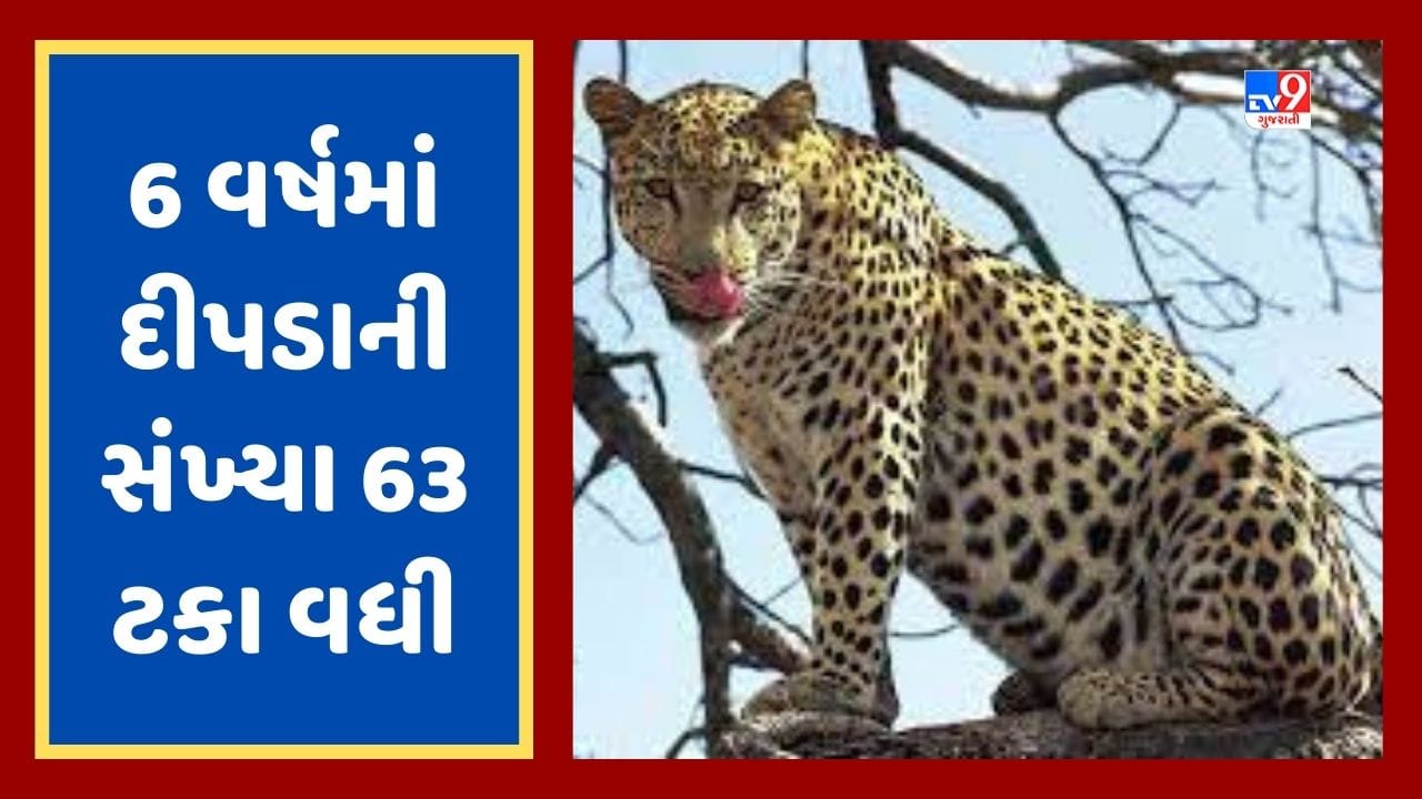ગુજરાતમાં વધતી જતી દીપડાની સંખ્યાએ ચિંતા વધારી, 6 વર્ષમાં દીપડાની વસતીમાં 63 ટકાનો વધારો, જૂઓ Video ગુજરાતમાં વધતી જતી દીપડાની સંખ્યાએ ચિંતા વધારી, 6 વર્ષમાં દીપડાની વસતીમાં 63 ટકાનો વધારો, જૂઓ Video