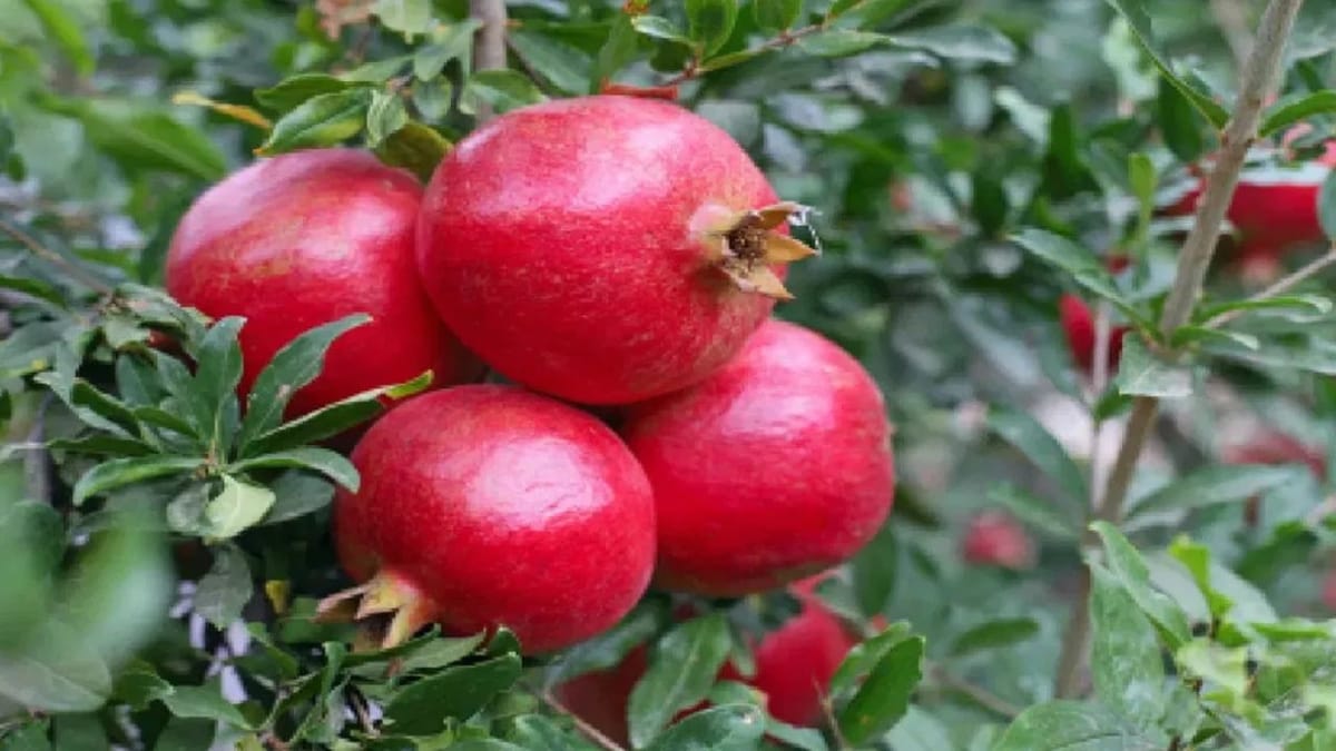 બિઝનેસ છોડીને શરૂ કરી દાડમની ખેતી, ખેડૂત આ રીતે 40 લાખની કરી રહ્યો છે કમાણી બિઝનેસ છોડીને શરૂ કરી દાડમની ખેતી, ખેડૂત આ રીતે 40 લાખની કરી રહ્યો છે કમાણી