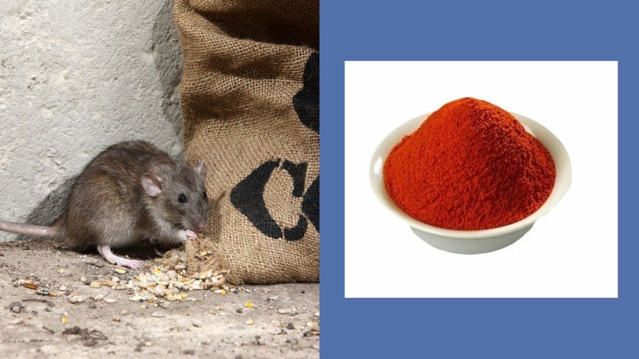 ઘરમાં છે ઉંદરનો ત્રાસ ? તો અજમાવો આ ઘરેલું ટીપ્સ, ઉંદર ભાગી જશે અને ફરી ...