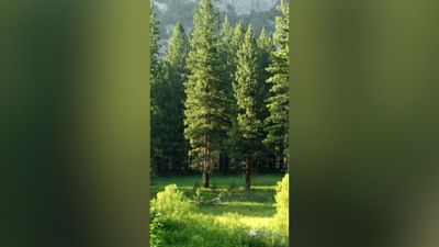 My India My Life Goals: વધુ વૃક્ષો વાવો, પર્યાવરણમાં થશે સુધારો