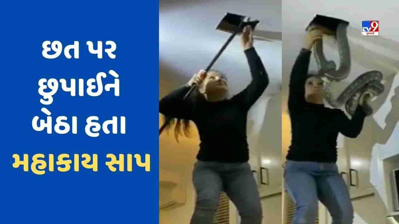 Watch: ઘરની છતની અંદર છુપાઈને બેઠા હતા મહાકાય સાપ, મહિલાએ આવી રીતે કાઢ્યા બાહર, Viral Video