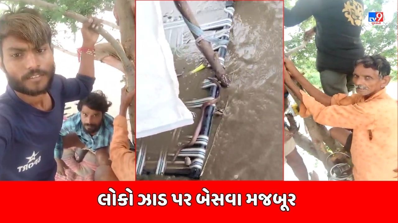 Anand Rain : બોરસદના ગાજણા ગામે મહિસાગર નદીમાં 13 લોકો ફસાયા, ઝાડ પર બેસવા લોકો મજબૂર, જુઓ Video