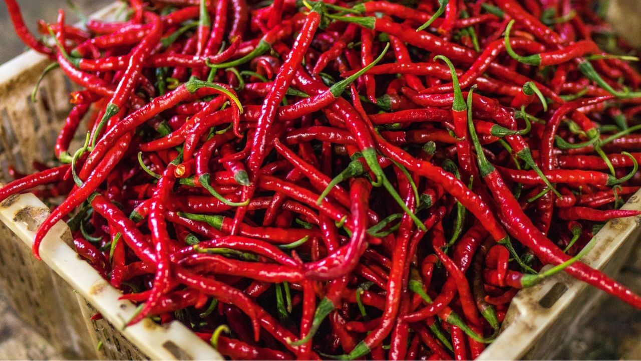 મરચાની ખેતી માટે સૌથી પહેલા વધારે ઉત્પાદન આપતી જાતની પસંદગી કરવાની રહે છે. આ માટે ખેડૂતોએ તેની જમીન અને વિસ્તારના આધારે જાતની પસંદગી કરી વાવણી કરવી જોઈએ. મરચાની ખેતી માટે ગોરાડ, મધ્યમ કાળી અથવા ભાઠાની કાંપાળ જમીન સારી છે.