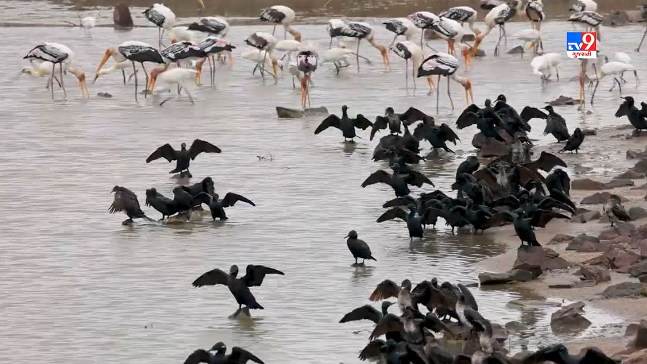 ખીજડીયા ગામને પસંદગી થયાના અનેક કારણો છે.જામનગર -રાજકોટ હાઈવે પર જામનગરથી નજીક આવેલા 12 કીમી અંતરે આવેલુ છે. ખીજડીયાને પક્ષીના સ્વર્ગ તરીકે પણ ઓળખવામાં આવે છે.