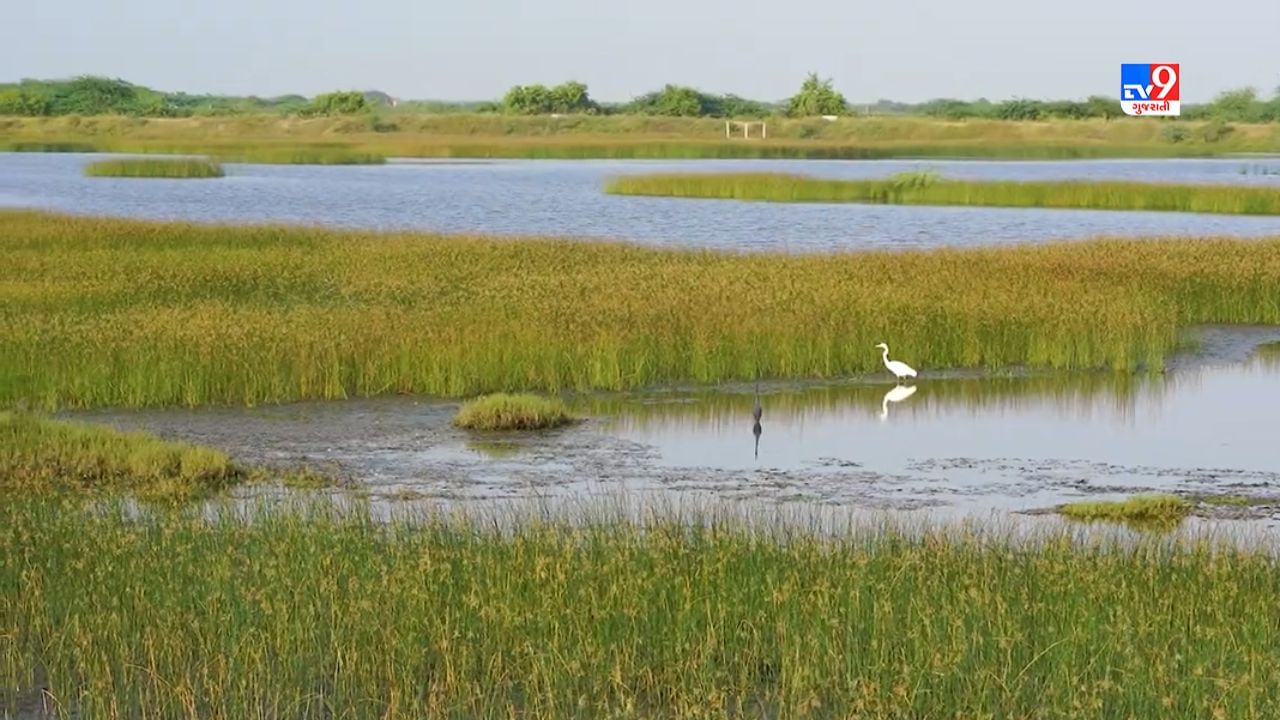 ભૌગોલીક રીતે અખાતની ખાડીમાં આવેલુ ખીજડીયા દરીયા કિનારાનુ ગામ છે. જામનગરના રાજવી જામરણજીતસિંહજીએ ભૌગોલિક સ્થિતી આધારે કેનાલ, બંધ, કયારા બંધાવેલ હતા. જેના કરાણે અહી દરીયાના ખારા પાણી છે. સાથે રૂપારેલ અને કાલિંદ્રી નદીના મીઠા પાણીના કેનાલ મારફતે ખીજડીયામાં સંગ્રહ થાય છે.