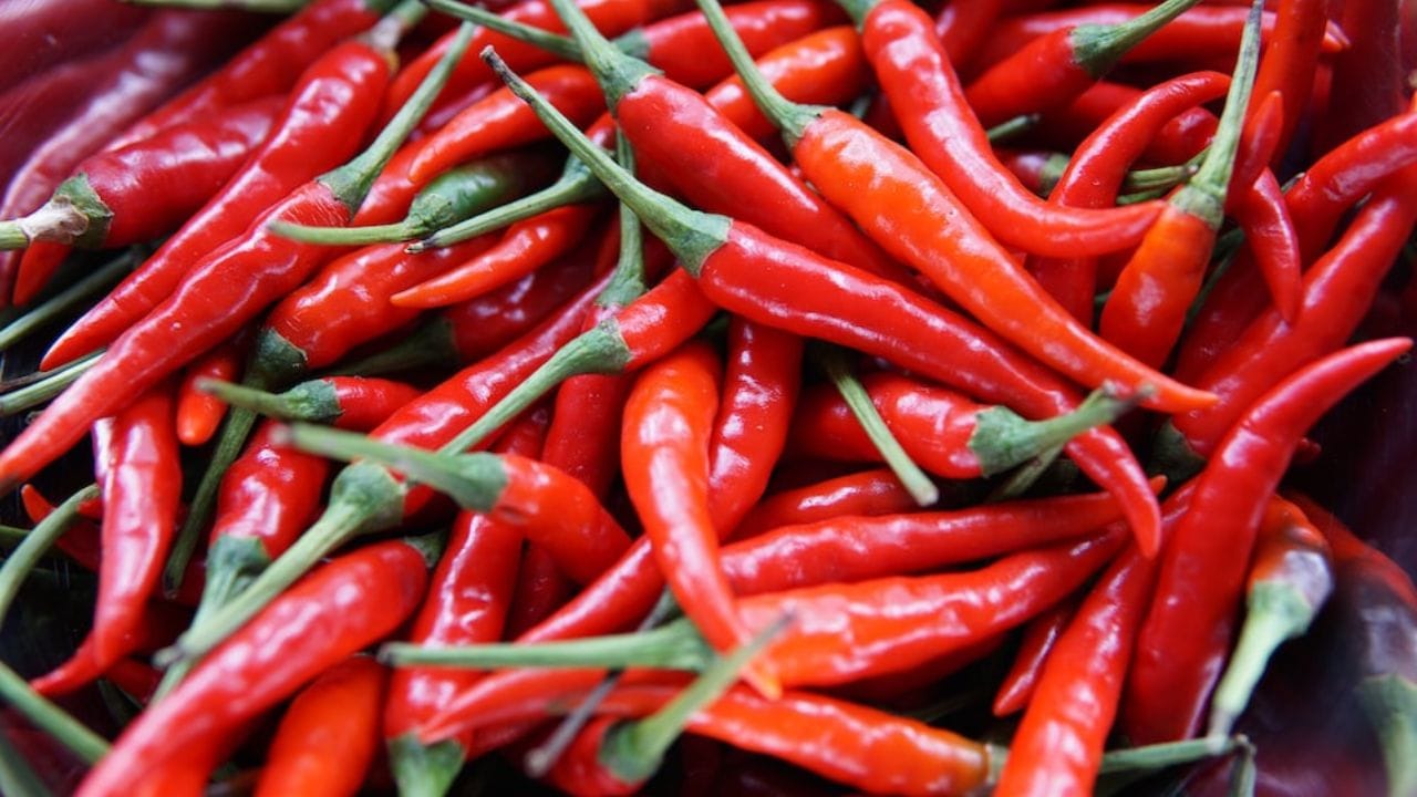 મરચાના પાકને શરૂઆતમાં વિકાસ માટે ગરમ અને ભેજવાળું હવામાન અનુકુળ છે તેમજ ઉત્પાદન સમયે ઠંડુ અને સૂકું હવામાન વધારે અનુકુળ આવે છે. તેથી તેની ખેતી માટે યોગ્ય આબોહવા હોવી જરૂરી છે. લાલ મરચાની ખેતીમાં સિંચાઈ નિયમિત રીતે આપો.