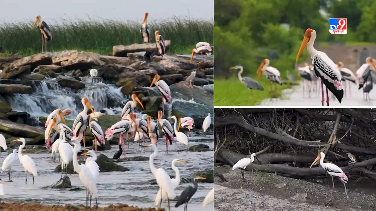 પક્ષીઓ માટે સ્વર્ગ ગણાતા ખીજડીયામાં મોટી સંખ્યામાં વિવિધ પ્રકારના પક્ષીઓ વસવાટ કરે છે. પક્ષીઓને નિહાળવા, તેના કલરવને માળવા તેમજ તેના વિશે અભ્યાસ કરતા દુનિયાભરના લોકો ખીજડીયા દોડી આવે છે. ઉપરાંત ગોકુળીયા ગામમાં ફરવા માટે સ્વચ્છ વાતાવરણ સાથે સારા રસ્તાઓ, કુદરતી સૌદર્યની ભેટ ખીજડીયાને મળી છે. આવા અનેક કારણ હોવાથી ખીજડીયા ગામને બેસ્ટ ટુરિઝમ વિલેજ 2023 નો એવોર્ડ પ્રાપ્ત થયો છે.