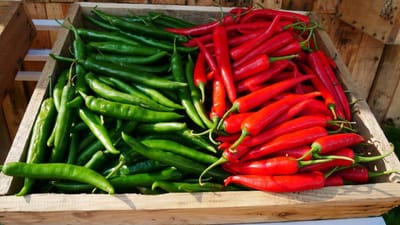 લોકો ભોજનમાં લીલાની સાથે લાલ મરચા પણ શાકભાજીમાં ઉમેરે છે. મરચાથી ભોજન સ્વાદિષ્ટ બને છે. બજારમાં હંમેશા તેની માગ રહે છે, તેથી ખેડૂતોને તેના સારા ભાવ મળે છે. ખેડૂતો લાલ મરચાની ખેતી કરીને વધારે નફો મેળવી શકે છે, કારણ કે તેની ખેતી માટે ઓછો ખર્ચ થાય છે.