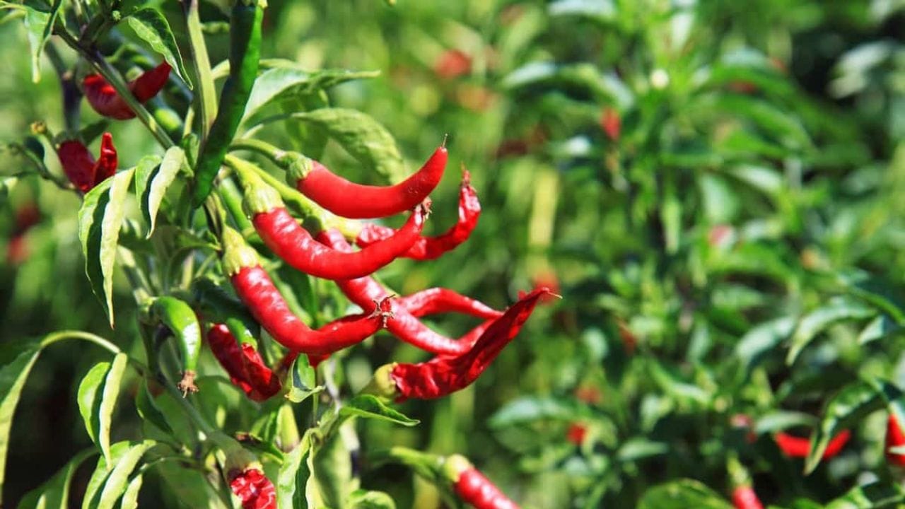 ખેડૂતોએ લાલ મરચાના બીજનું વાવેતર યોગ્ય અંતરે કરવું જોઈએ. આ સાથે જ જમીનમાં પાણીના નિકાલની યોગ્ય વ્યવસ્થા હોવી જોઈએ. મરચાના પાકને શિયાળામાં 12 થી 15 દિવસે અને ઉનાળામાં 7 થી 8 દિવસે પિયત આપવું.