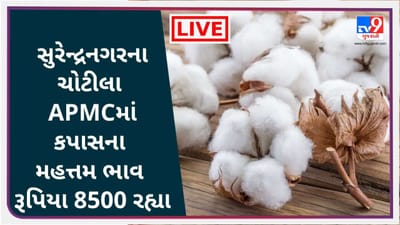 Mandi : સુરેન્દ્રનગરના ચોટીલા APMCમાં કપાસના મહત્તમ ભાવ રૂપિયા 8500 રહ્યા, જાણો જુદા-જુદા પાકના ભાવ