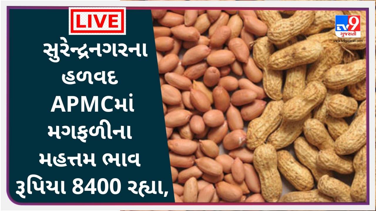 Mandi : સુરેન્દ્રનગરના હળવદ APMCમાં મગફળીના મહત્તમ ભાવ રૂપિયા 8400 રહ્યા, જાણો જુદા-જુદા પાકના ભાવ