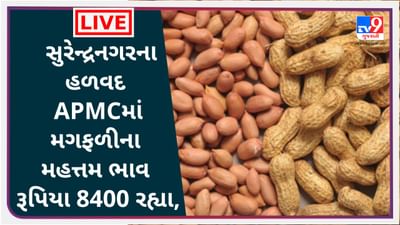 Mandi : સુરેન્દ્રનગરના હળવદ APMCમાં મગફળીના મહત્તમ ભાવ રૂપિયા 8400 રહ્યા, જાણો જુદા-જુદા પાકના ભાવ Mandi : સુરેન્દ્રનગરના હળવદ APMCમાં મગફળીના મહત્તમ ભાવ રૂપિયા 8400 રહ્યા, જાણો જુદા-જુદા પાકના ભાવ