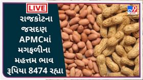 રાજકોટના જસદણ APMCમાં મગફળીના મહત્તમ ભાવ રૂપિયા 8474 રહ્યા રાજકોટના જસદણ APMCમાં મગફળીના મહત્તમ ભાવ રૂપિયા 8474 રહ્યા