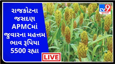 Mandi : રાજકોટના જસદણ APMCમાં જુવારના મહત્તમ ભાવ રૂપિયા 5500 રહ્યા, જાણો જુદા-જુદા પાકના ભાવ
