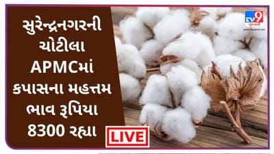 Mandi : સુરેન્દ્રનગરની ચોટીલા APMCમાં કપાસના મહત્તમ ભાવ રૂપિયા 8300 રહ્યા ,જાણો જુદા-જુદા પાકના ભાવ