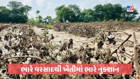 બાયડ વિસ્તારમાં ભારે વરસાદને લઈ ખેતી પાક નિષ્ફળ, ખેતરોમાં કોતરો સર્જાઈ બાયડ વિસ્તારમાં ભારે વરસાદને લઈ ખેતી પાક નિષ્ફળ, ખેતરોમાં કોતરો સર્જાઈ