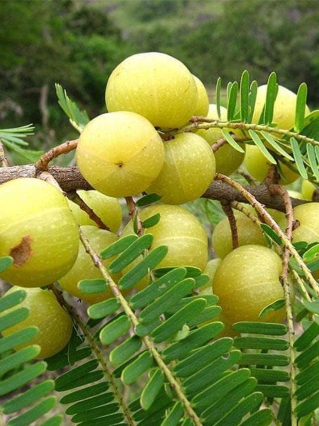 આમળાનું તેલ નાખવાથી વાળમાં થાય છે આ ફાયદો આમળાનું તેલ નાખવાથી વાળમાં થાય છે આ ફાયદો