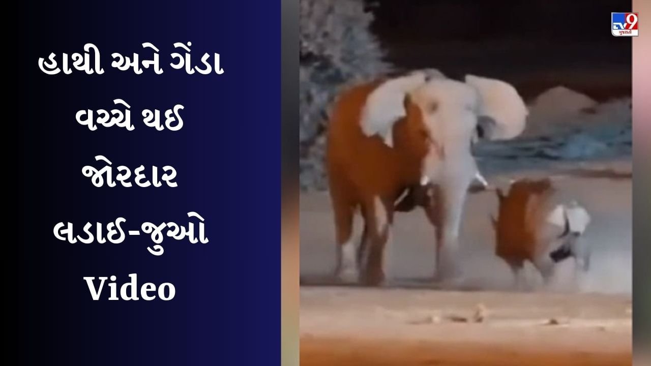 Animal Viral video : ગેંડો ખોટી રીતે હાથી સાથે લડાઈમાં પડ્યો, પછી જે થયું તે જોઈને હસવું આવશે