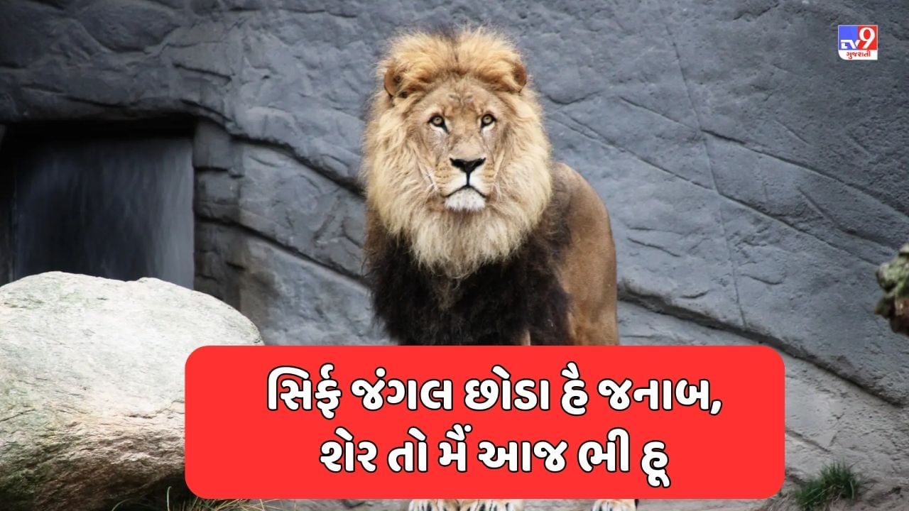 Attitude Shayari : બેશક તૂ હૈ સમઝદાર બોહોત, પર મુઝે સમઝને કી જરુરત નહી હૈ - જેવી શાયરી વાંચો