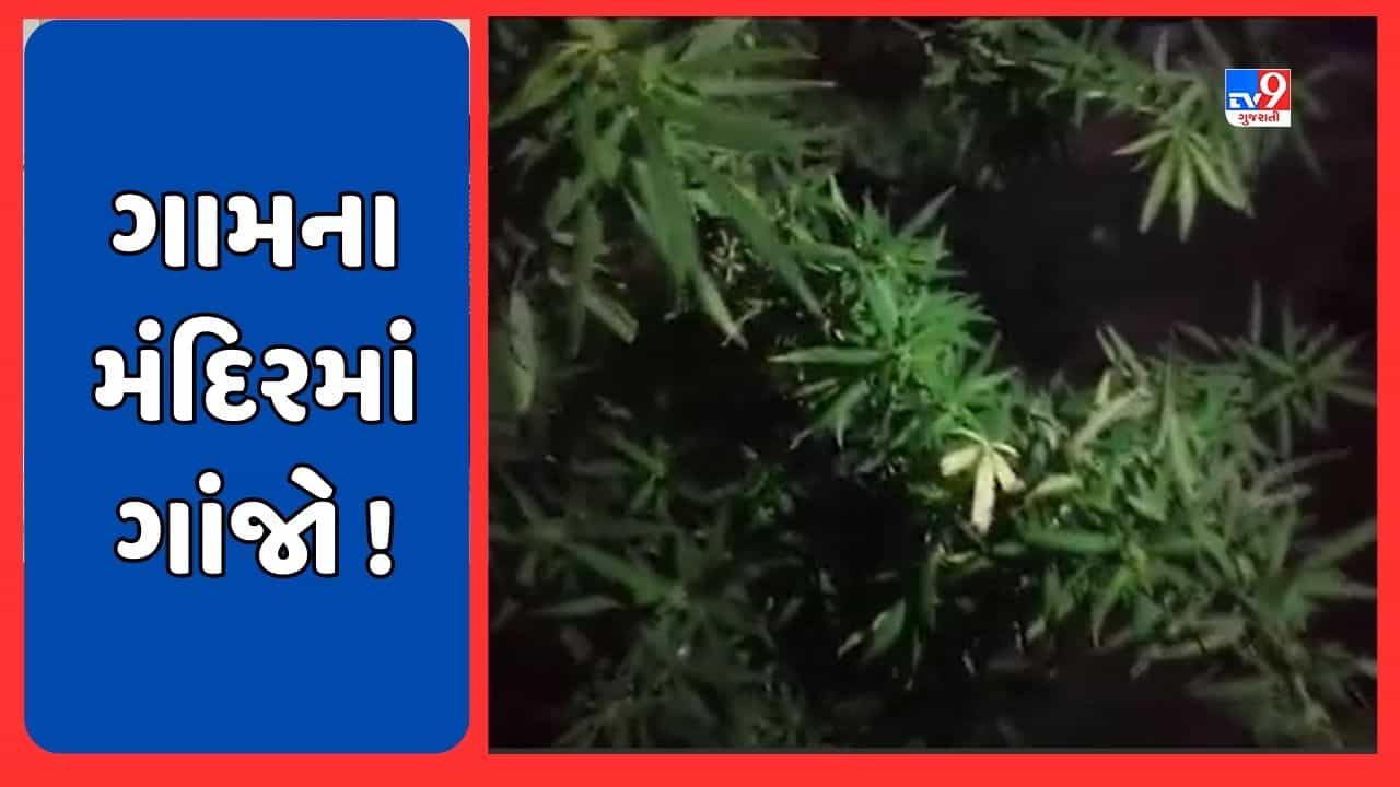 Banaskantha: થરાદના લુણાવા ગામના એક મંદિરમાંથી મળ્યા ગાંજાના છોડ, એક શખ્સની ધરપકડ, જુઓ Video