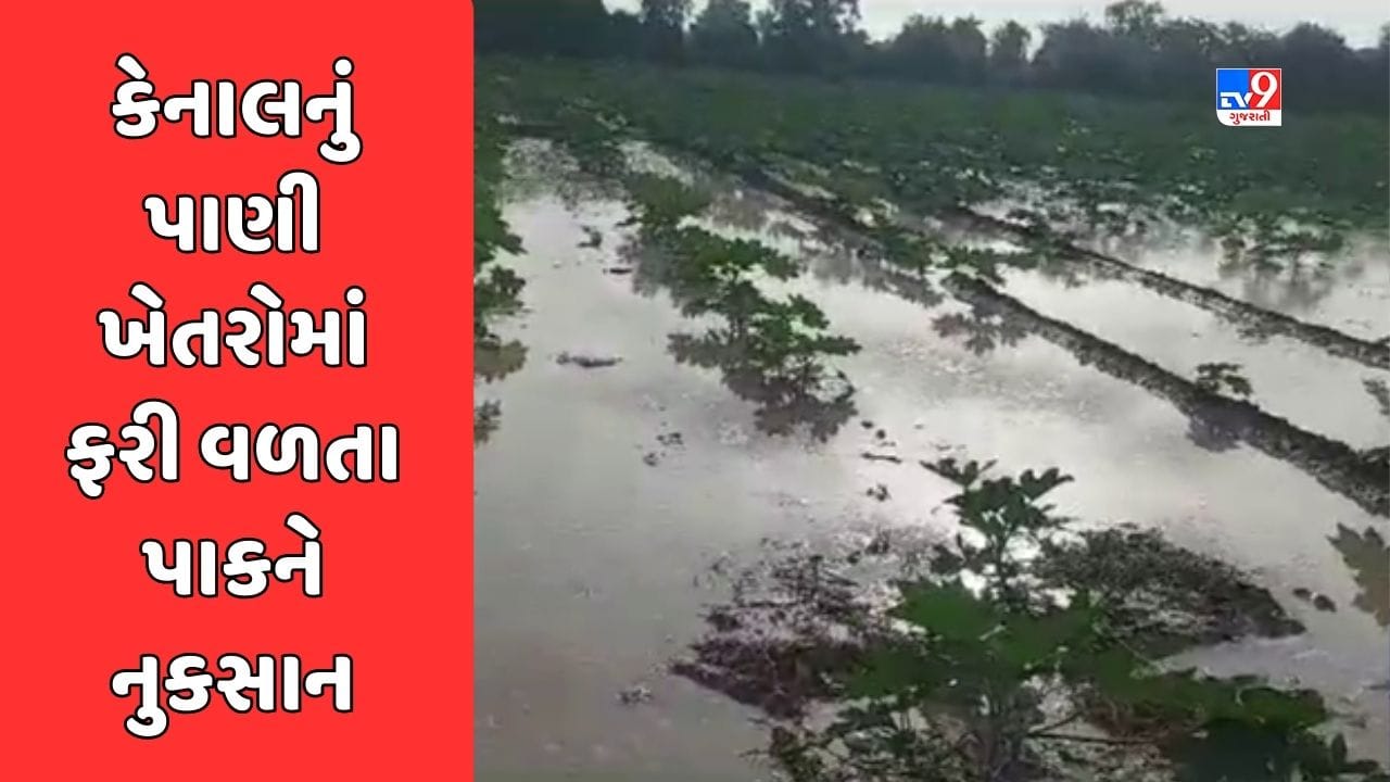 Banaskantha : ભાભરના ખારા ગામમાં કેનાલમાં પડ્યું ગાબડું, ખેતરોમાં પાણી ફરી વળતા એરંડાના પાકને નુકશાન, જુઓ Video Banaskantha : ભાભરના ખારા ગામમાં કેનાલમાં પડ્યું ગાબડું, ખેતરોમાં પાણી ફરી વળતા એરંડાના પાકને નુકશાન, જુઓ Video