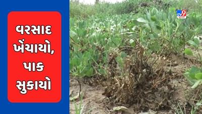 બનાસકાંઠામાં દુષ્કાળની સ્થિતિ! જિલ્લામાં સિઝનનો માત્ર 20 ટકા વરસાદ થયો, જુઓ Video