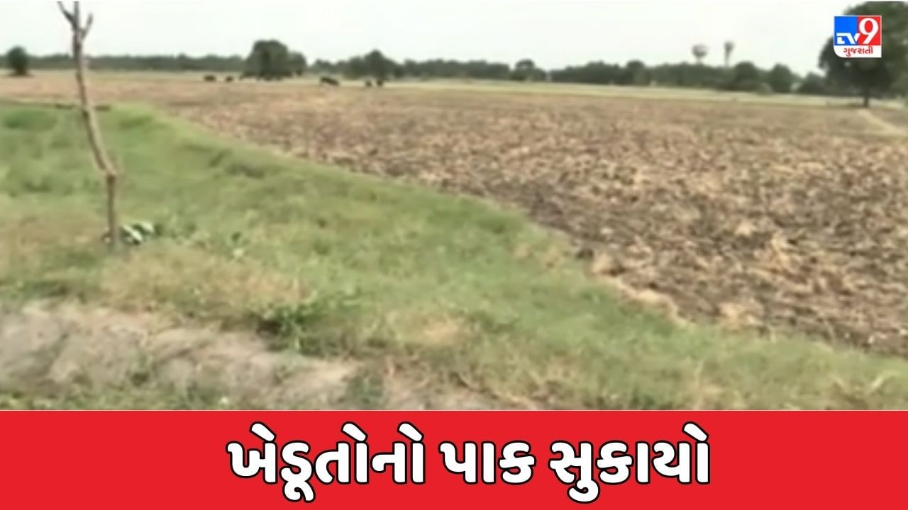 Gujarati Video બાવળા તાલુકાના ગામોમાં વરસાદ ખેંચાતા પાક સુકાયો