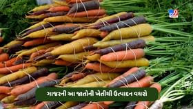 Carrot Farming: ગાજરની આ સુધારેલી જાતો આપશે વધારે ઉત્પાદન Carrot Farming: ગાજરની આ સુધારેલી જાતો આપશે વધારે ઉત્પાદન