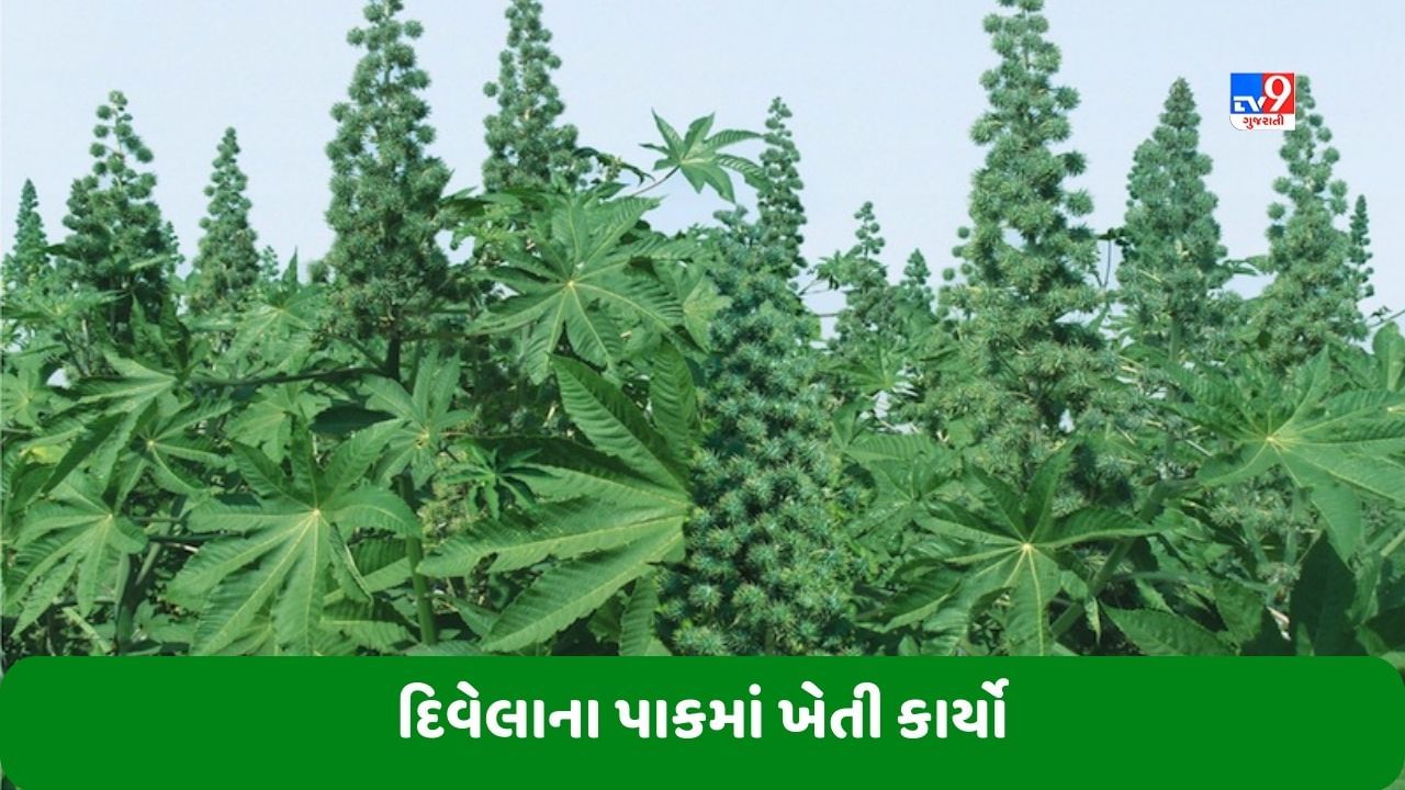 ખેડૂતોએ સપ્ટેમ્બર માસમાં દિવેલા અને તલના પાકમાં રોગ-જીવાતના નિયંત્રણની સાથે આ ખેતી કાર્યો કરવા જોઈએ