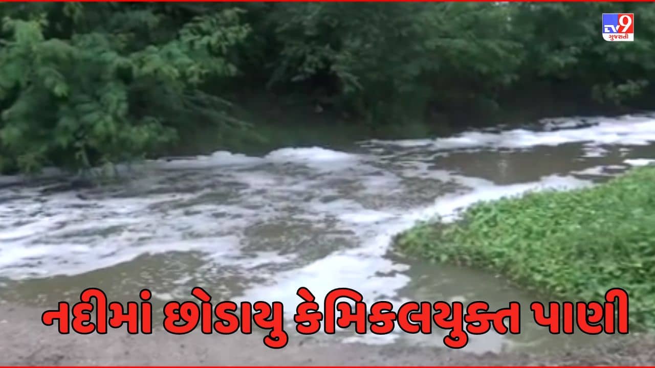 Rajkot Video: લોધિકાના રાતૈયાની નદીમાં છોડાયુ કેમિકલયુક્ત પાણી, ખેડૂતોને પણ મોટા પ્રમાણમાં નુકસાન