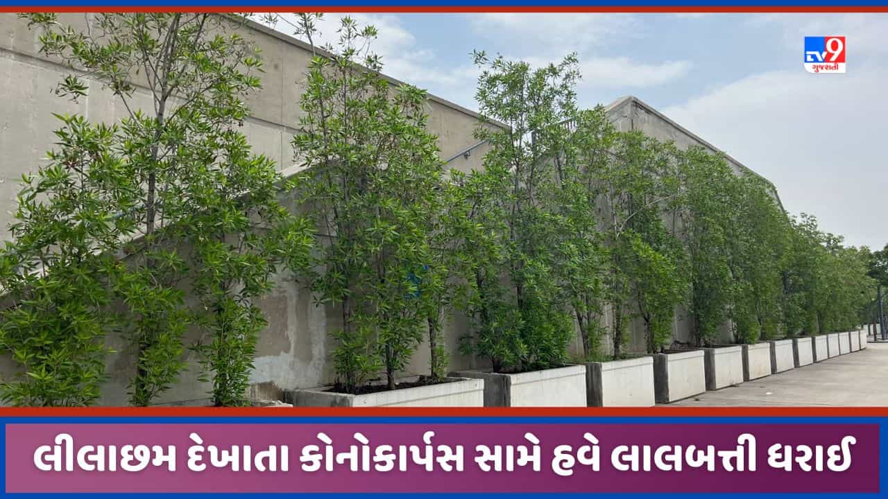 Ahmedabad: કોનોકાર્પસને વૃક્ષ જમીન અને આરોગ્ય માટે હાનિકારક, વન વિભાગે જારી કર્યો પરિપત્ર, ધરી લાલબત્તી!