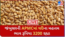 ઘઉંના મહત્તમ ભાવ જંબુસરની APMCમાં રૂપિયા 3200 રહ્યા ઘઉંના મહત્તમ ભાવ જંબુસરની APMCમાં રૂપિયા 3200 રહ્યા