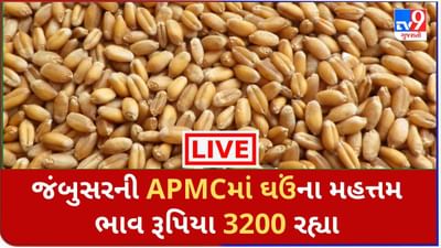 Mandi : જંબુસરની APMCમાં ઘઉંના મહત્તમ ભાવ રૂપિયા 3200 રહ્યા ,જાણો જુદા-જુદા પાકના ભાવ