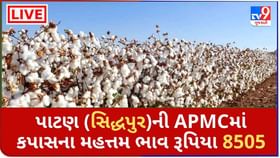 પાટણ (સિદ્ધપુર)ની APMCમાં કપાસના મહત્તમ ભાવ રૂપિયા 8505 રહ્યા પાટણ (સિદ્ધપુર)ની APMCમાં કપાસના મહત્તમ ભાવ રૂપિયા 8505 રહ્યા