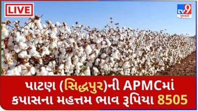 Mandi : પાટણ (સિદ્ધપુર)ની APMCમાં કપાસના મહત્તમ ભાવ રૂપિયા 8505 રહ્યા, જાણો જુદા-જુદા પાકના ભાવ