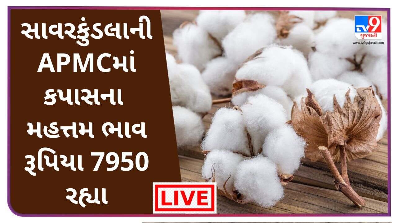 Mandi : સાવરકુંડલાની APMCમાં કપાસના મહત્તમ ભાવ રૂપિયા 7950 રહ્યાં ...