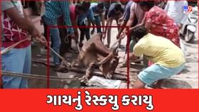 Vadodara : 12 ફૂટ ઊંડી ગટરમાં ખાબકી જતા ગાયને બચાવાઇ Vadodara : 12 ફૂટ ઊંડી ગટરમાં ખાબકી જતા ગાયને બચાવાઇ