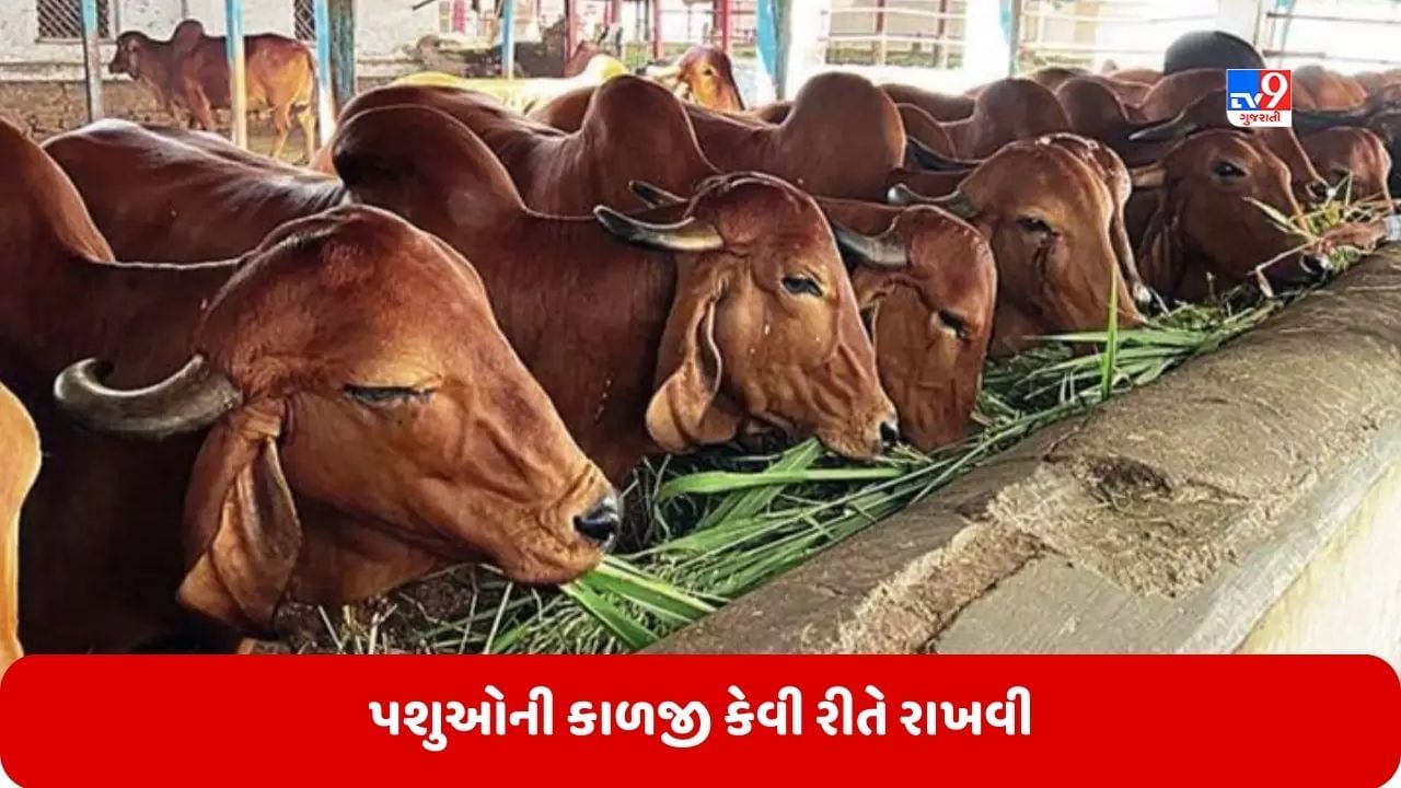 પશુપાલકોએ પશુઓની કાળજી કેવી રીતે રાખવી? જાણો પશુઓમાં આવતા જુદા-જુદા રોગો અને તેનાથી બચવાના ઉપાય