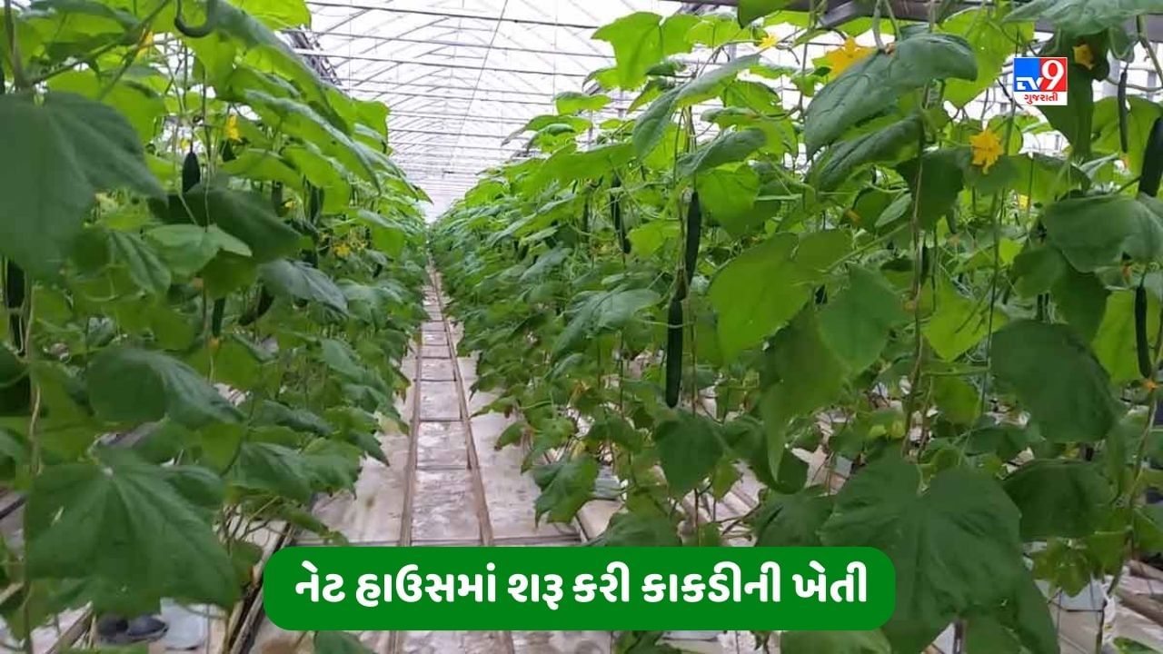 Success Story: સરકારી નોકરી છોડીને નેટ હાઉસમાં શરૂ કરી કાકડીની ખેતી, લોકોને આપે છે રોજગારી