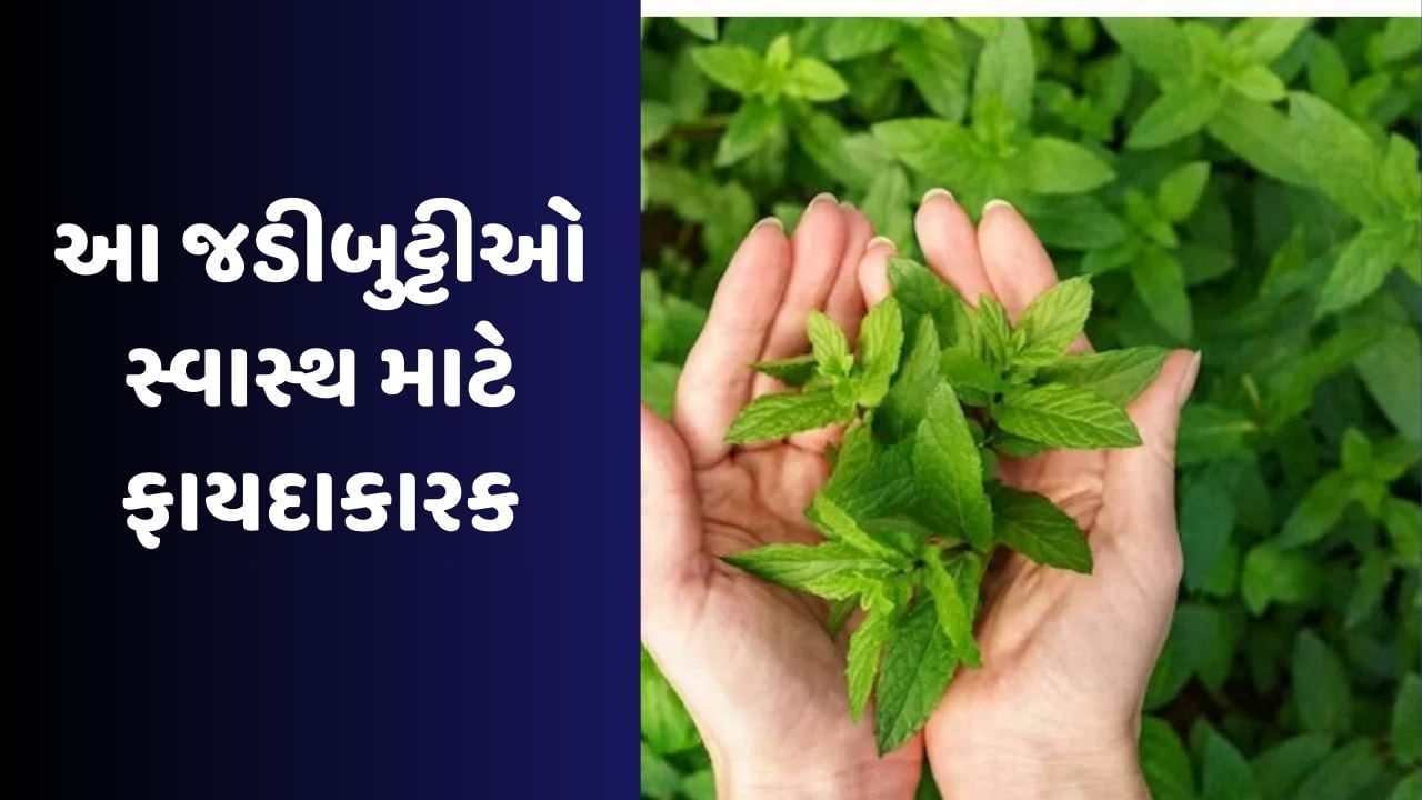 Digestive Health : આ ઔષધિઓને તમારા આહારમાં સામેલ કરો, પાચનતંત્ર રહેશે સ્વસ્થ