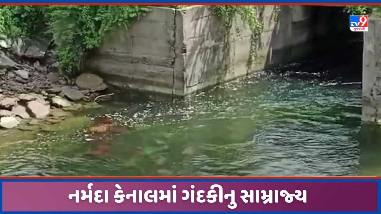 Vadodara: શિનોરમાંથી પસાર થતી નર્મદા નિગમની અમરેશ્વર બ્રાંચ કેનાલમાં ઠેર ઠેર ગંદકીનું સામ્રાજય, જુઓ Video