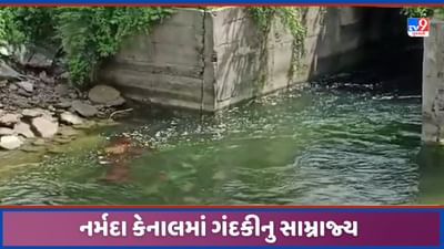 Vadodara: શિનોરમાંથી પસાર થતી નર્મદા નિગમની અમરેશ્વર બ્રાંચ કેનાલમાં ઠેર ઠેર ગંદકીનું સામ્રાજય, જુઓ Video
