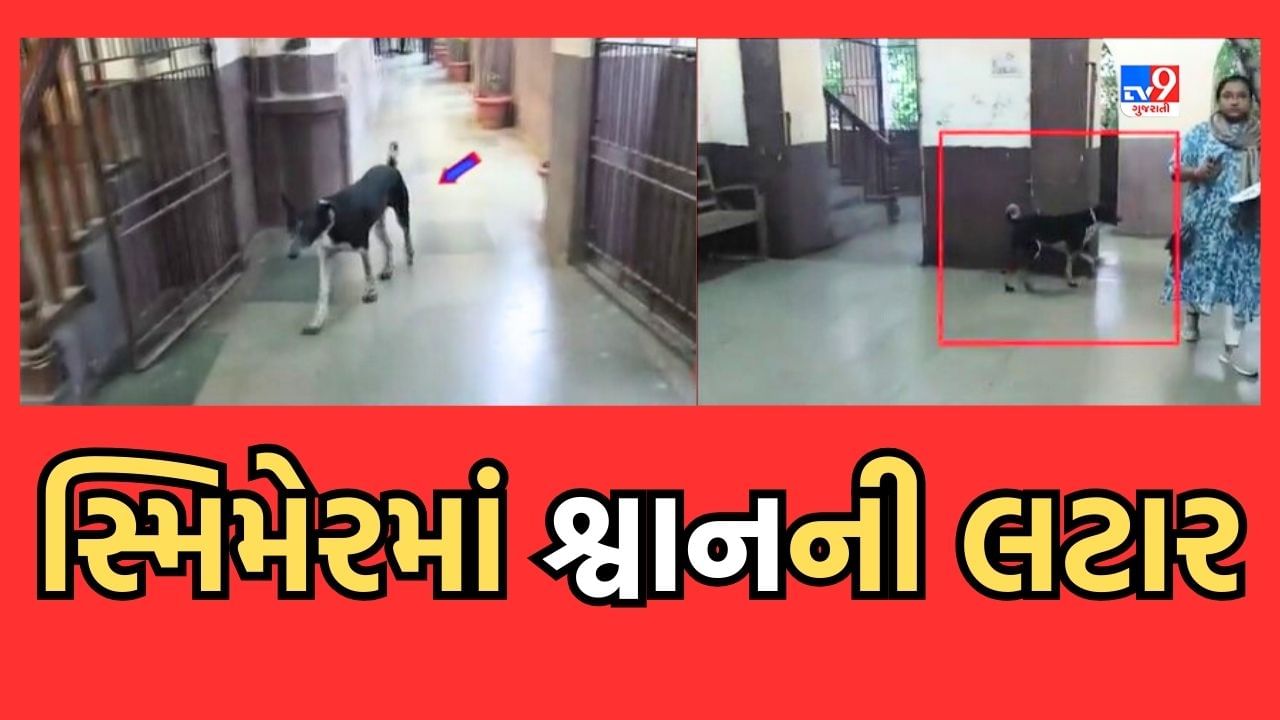 Gujarati Video: સુરતની સ્મિમેર હોસ્પિટલમાં શ્વાનની લટાર, બાળકોના ICU વોર્ડ પાસે સિક્યોરિટી હોવા છતાં શ્વાન રખડતું જોવા મળ્યું 