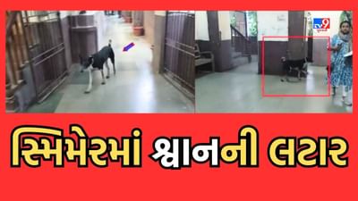 Gujarati Video: સુરતની સ્મિમેર હોસ્પિટલમાં શ્વાનની લટાર, બાળકોના ICU વોર્ડ પાસે સિક્યોરિટી હોવા છતાં શ્વાન રખડતું જોવા મળ્યું 