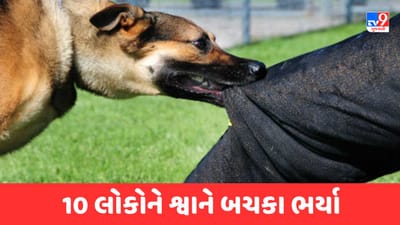 Gujarati Video : દ્વારકામાં રખડતા શ્વાનનો આતંક, 10થી વધુ સ્થાનિકો અને યાત્રાળુને શ્વાને બચકા ભર્યા Gujarati Video : દ્વારકામાં રખડતા શ્વાનનો આતંક, 10થી વધુ સ્થાનિકો અને યાત્રાળુને શ્વાને બચકા ભર્યા