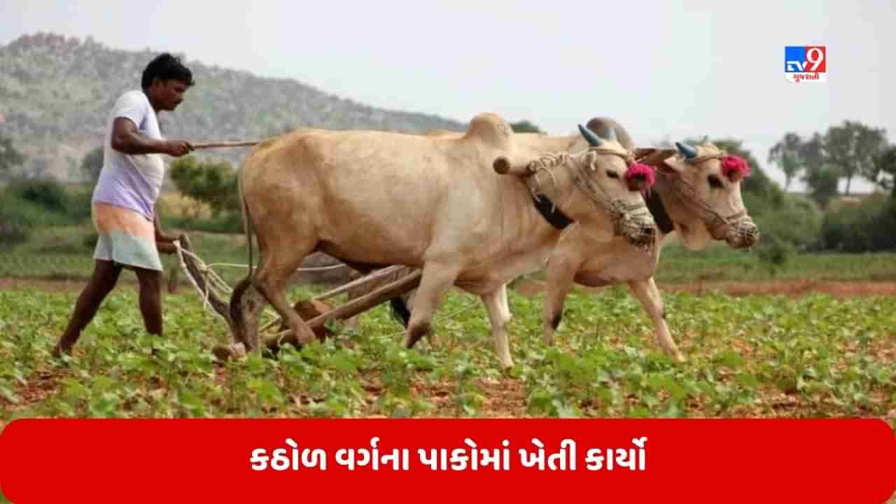 ખેડૂતોએ કઠોળ પાક અને બાગાયતી પાકમાં રોગ-જીવાત નિયંત્રણની સાથે કરવાના થતા ખેતી કાર્યોની માહિતી