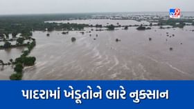 વરસાદને કારણે વડોદરાના પાદરામાં ખેડૂતોને ભારે નુક્સાન વરસાદને કારણે વડોદરાના પાદરામાં ખેડૂતોને ભારે નુક્સાન