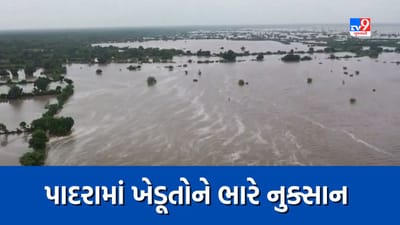 Video - નર્મદાએ મચાવી તબાહી, વડોદરાના પાદરામાં ખેડૂતોને ભારે નુક્સાન, જુઓ Video